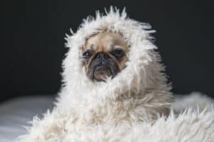 cocoonen