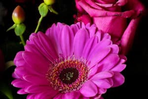 gerbera