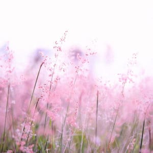 Healing Circle - NOVA Coaching en Training